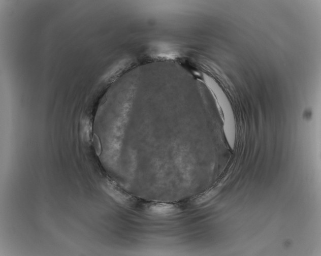 X0000096400669200802071602