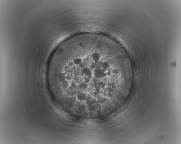 X0000096400679200802071601