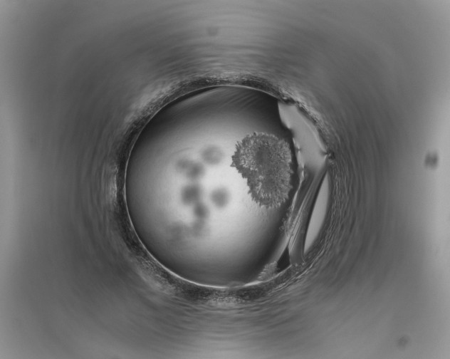 X0000096400685200802071601