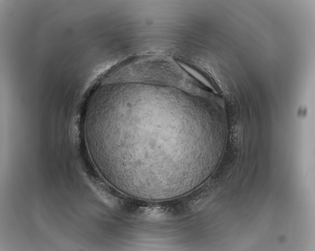 X0000096400688200802071601