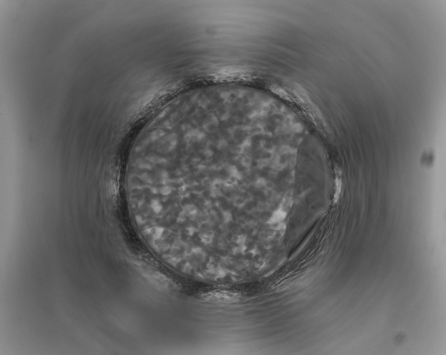 X0000096400691200802071601