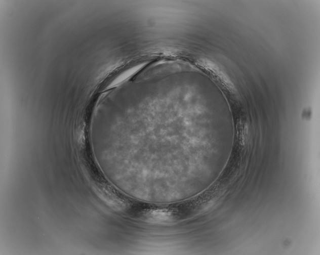 X0000096400692200802071601