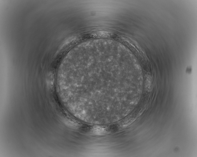 X0000096400701200802071601