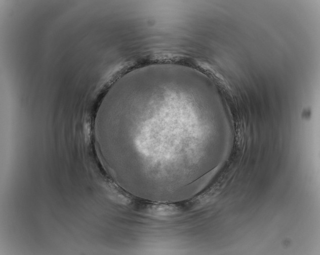 X0000096400716200802071601