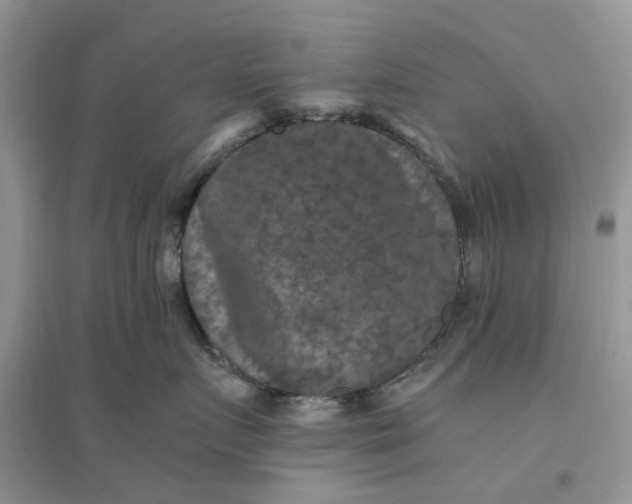 X0000096400719200802071601