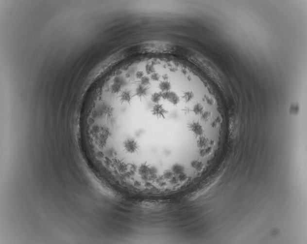 X0000096400725200802071600