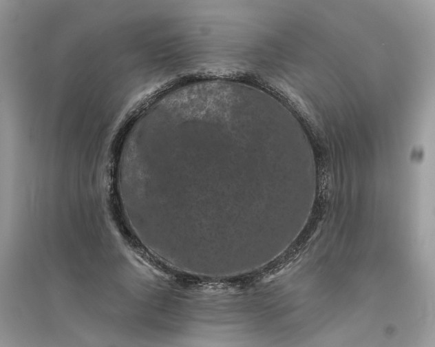 X0000096400736200802071600