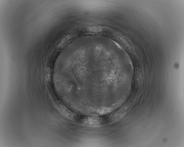 X0000096400758200802071601