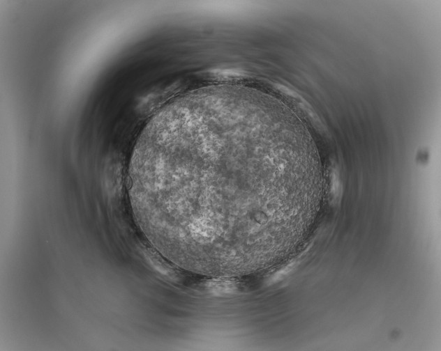 X0000096400762200802071601