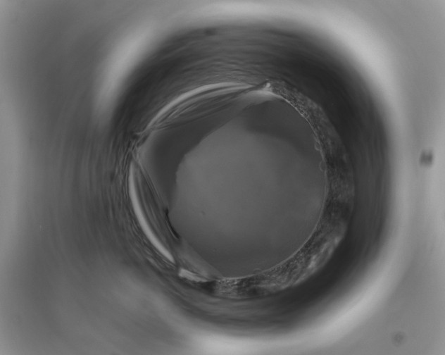 X0000096400766200802071601