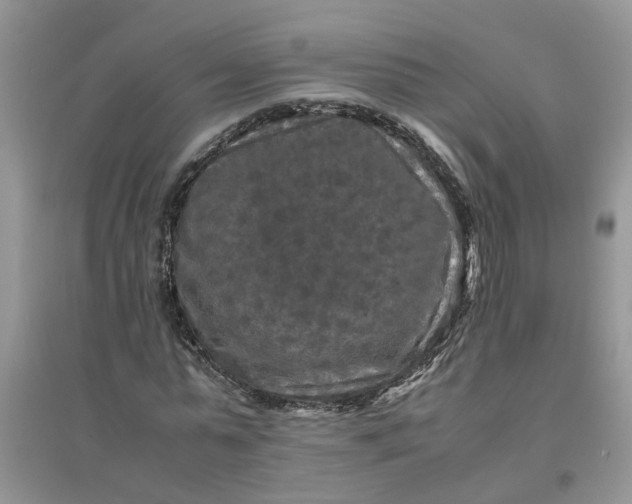 X0000096400775200802071600