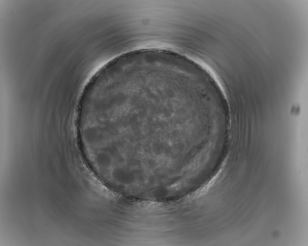 X0000096400783200802071600