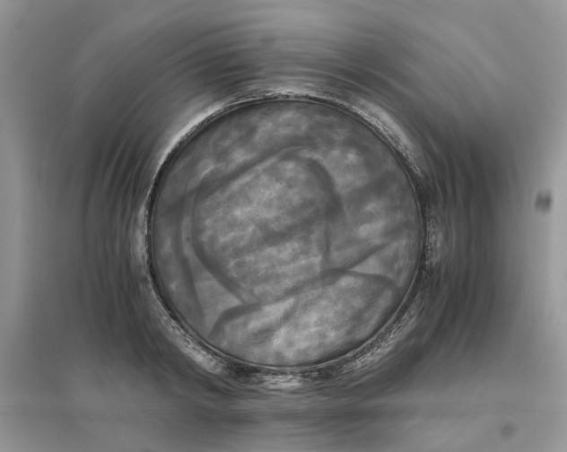 X0000096400798200802071600