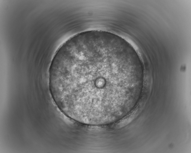 X0000096400807200802071600