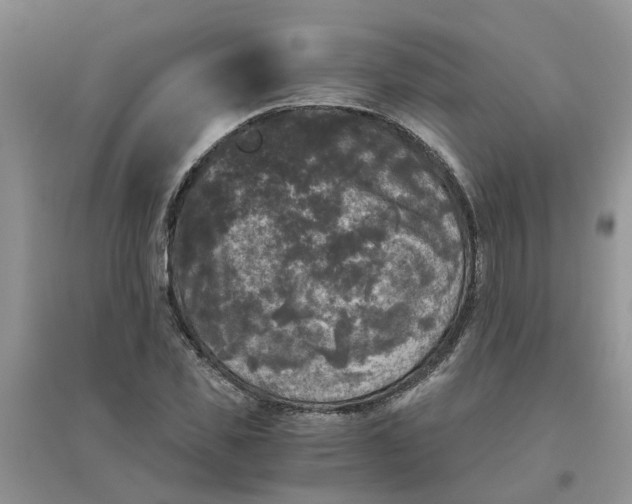 X0000096400925200802071557