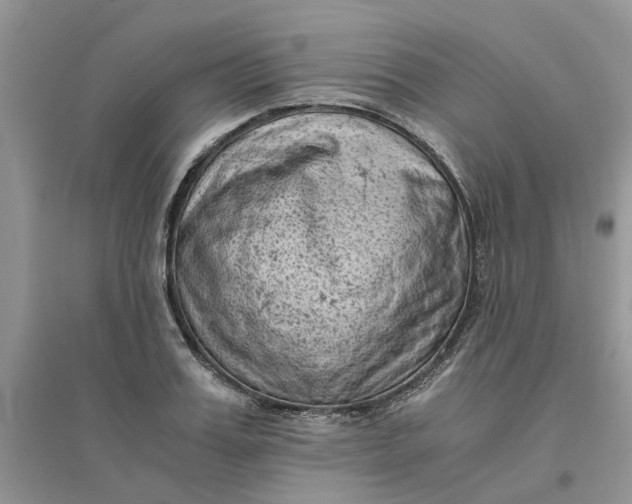 X0000096400987200802071557