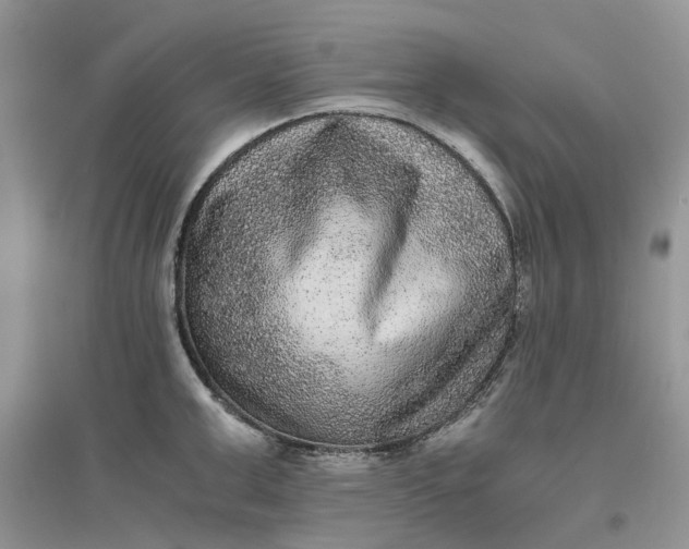 X0000096400999200802071556