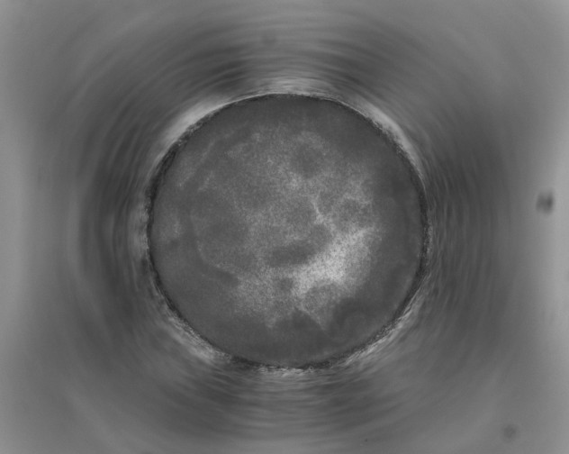 X0000096401019200802071556