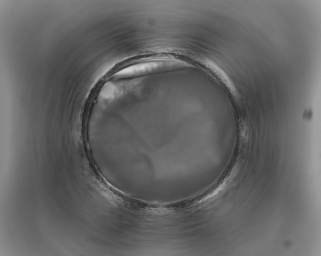 X0000096401023200802071556