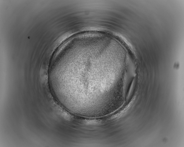 X0000096401025200802071556