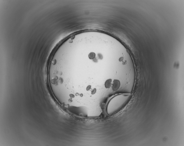 X0000096401032200802071556