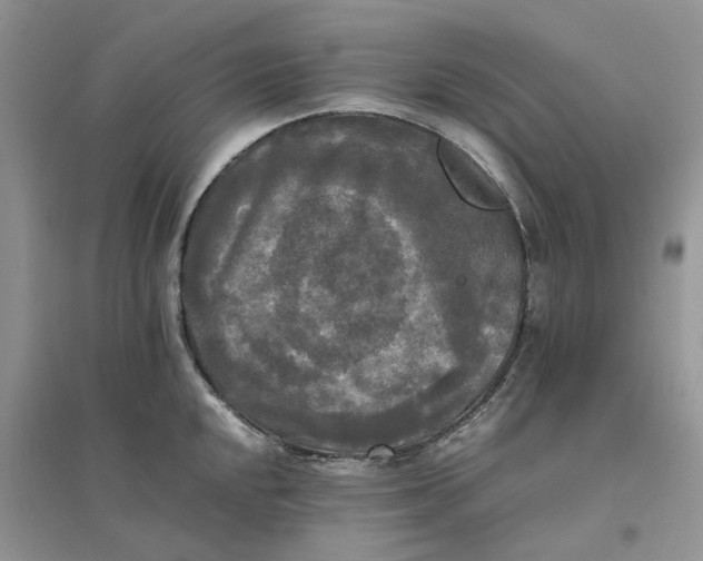 X0000096401048200802071556