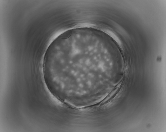 X0000096401055200802071556