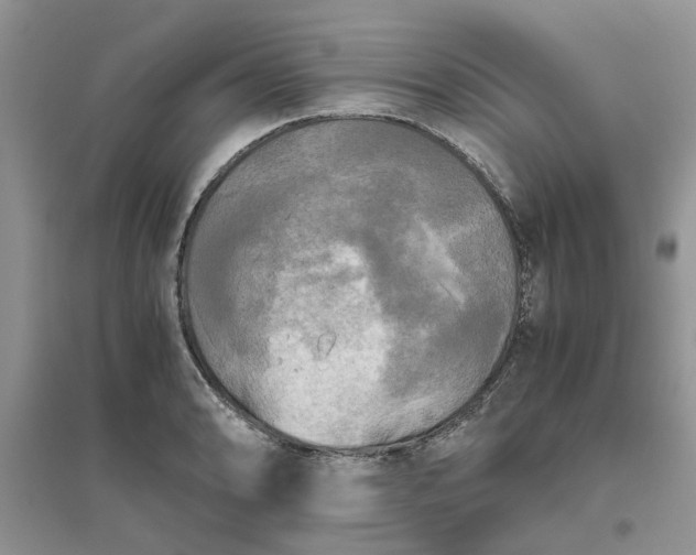 X0000096401086200802071555