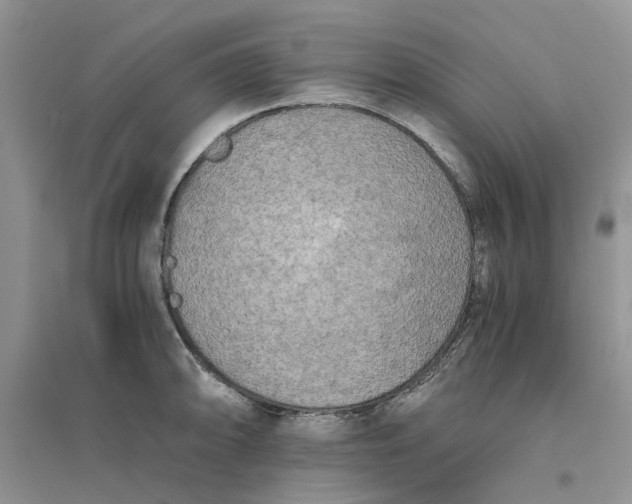 X0000096401094200802071555