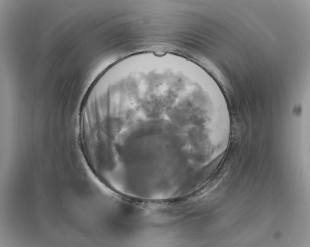 X0000096401095200802071555