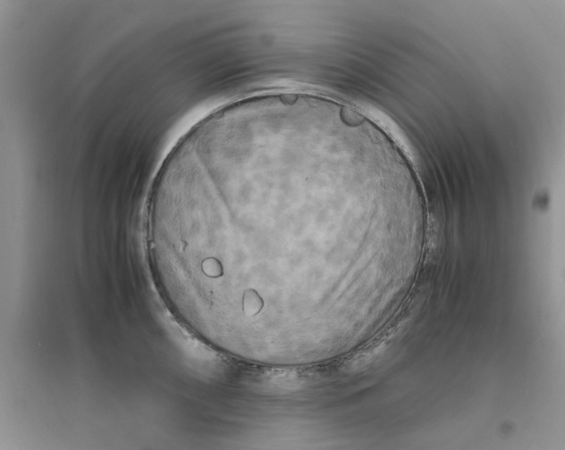 X0000096401098200802071555