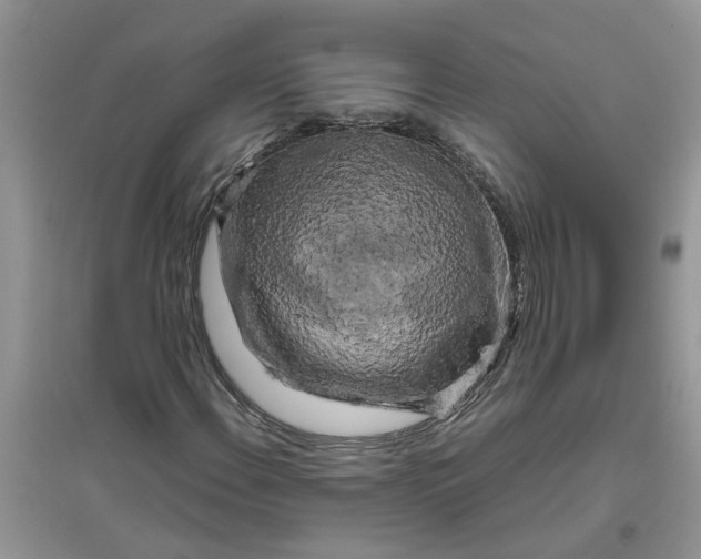 X0000096401108200802071554