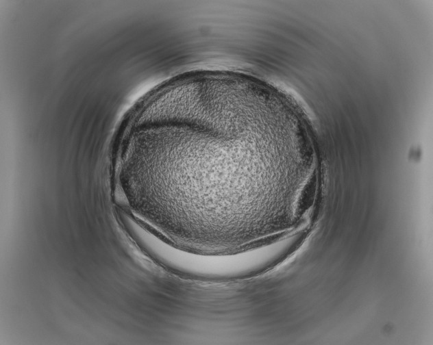 X0000096401114200802071554