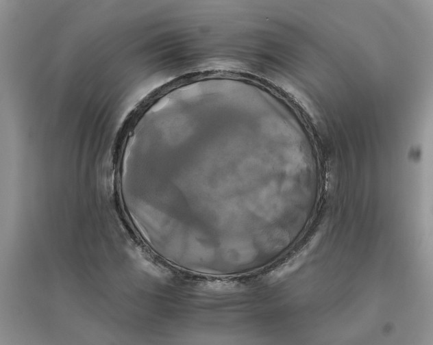 X0000096401117200802071554