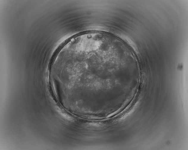 X0000096401125200802071554