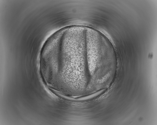 X0000096401128200802071554