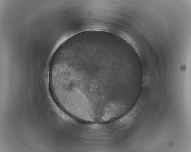 X0000096401130200802071555