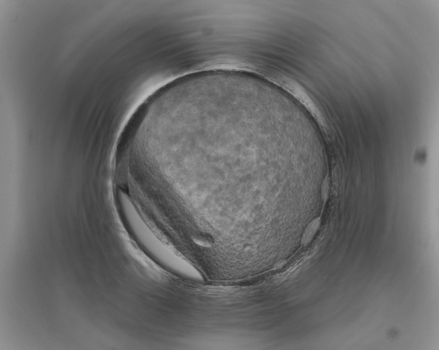 X0000096401132200802071555