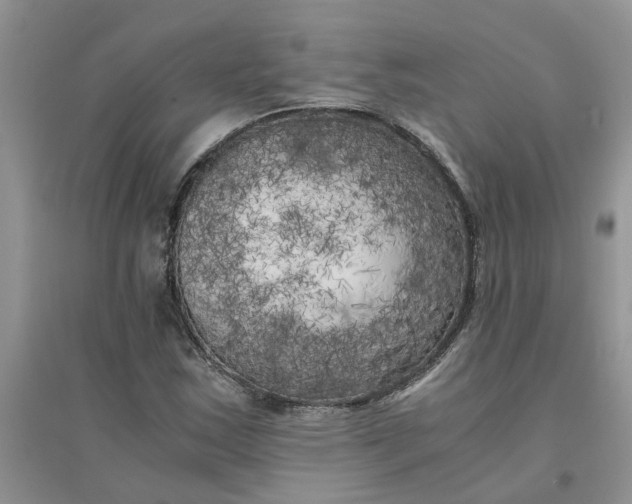 X0000096401163200802071554