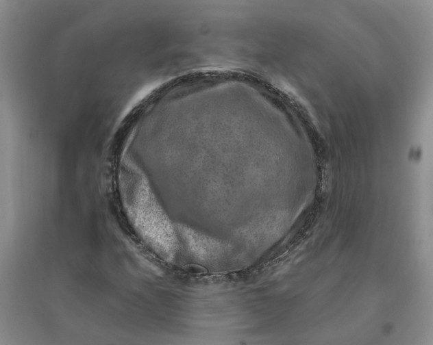 X0000096401208200802071553