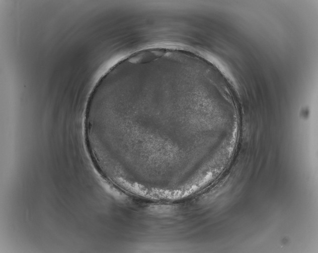 X0000096401237200802071553