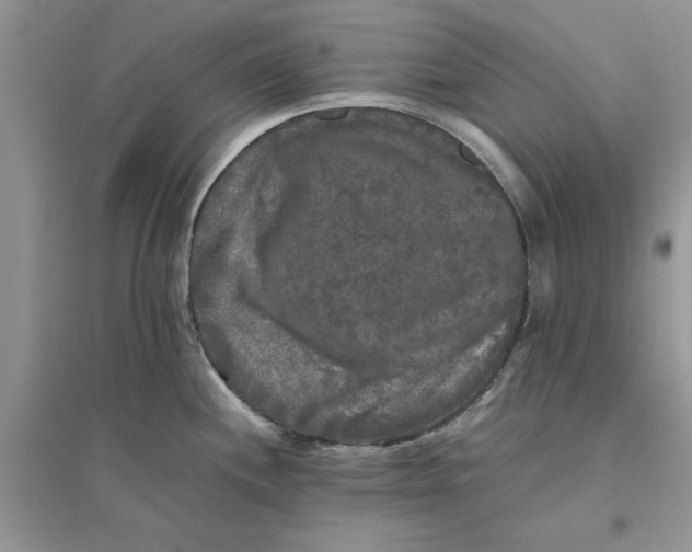 X0000096401244200802071553