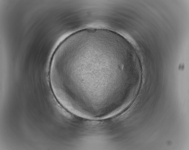 X0000096401248200802071553