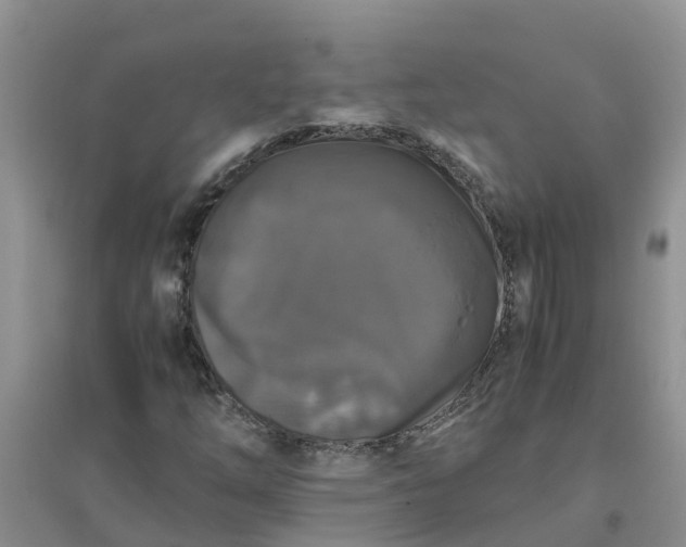 X0000096401254200802071553