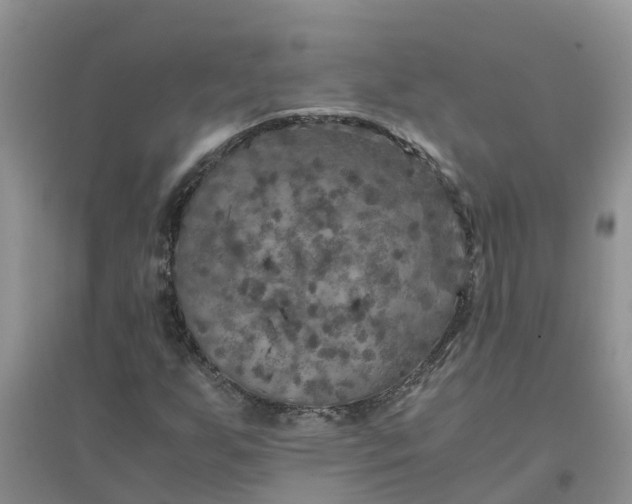 X0000096401255200802071553