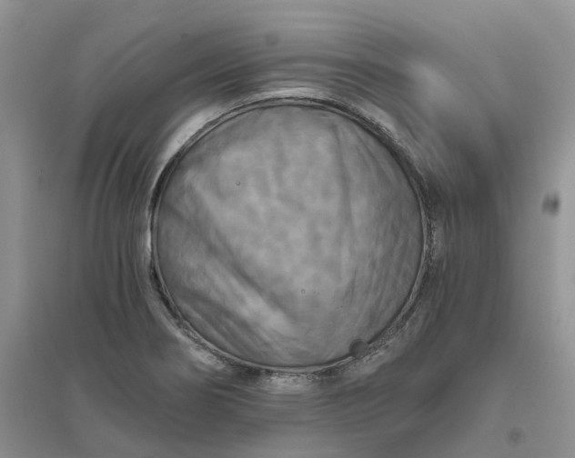 X0000096401274200802071552