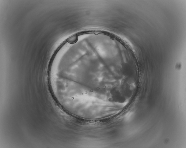 X0000096401279200802071552