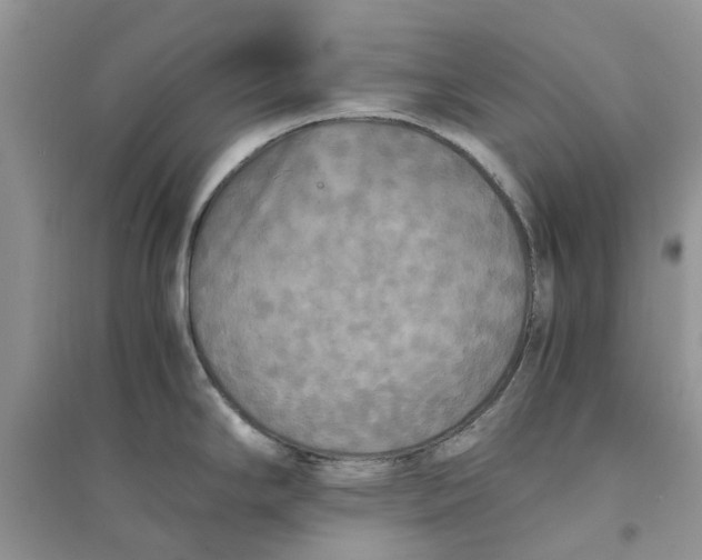 X0000096401294200802071552