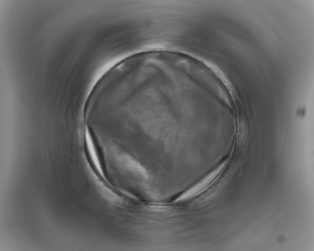 X0000096401295200802071552