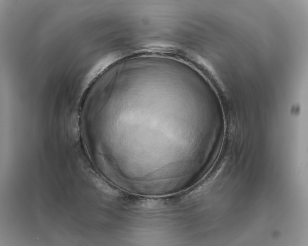 X0000096401362200802071551